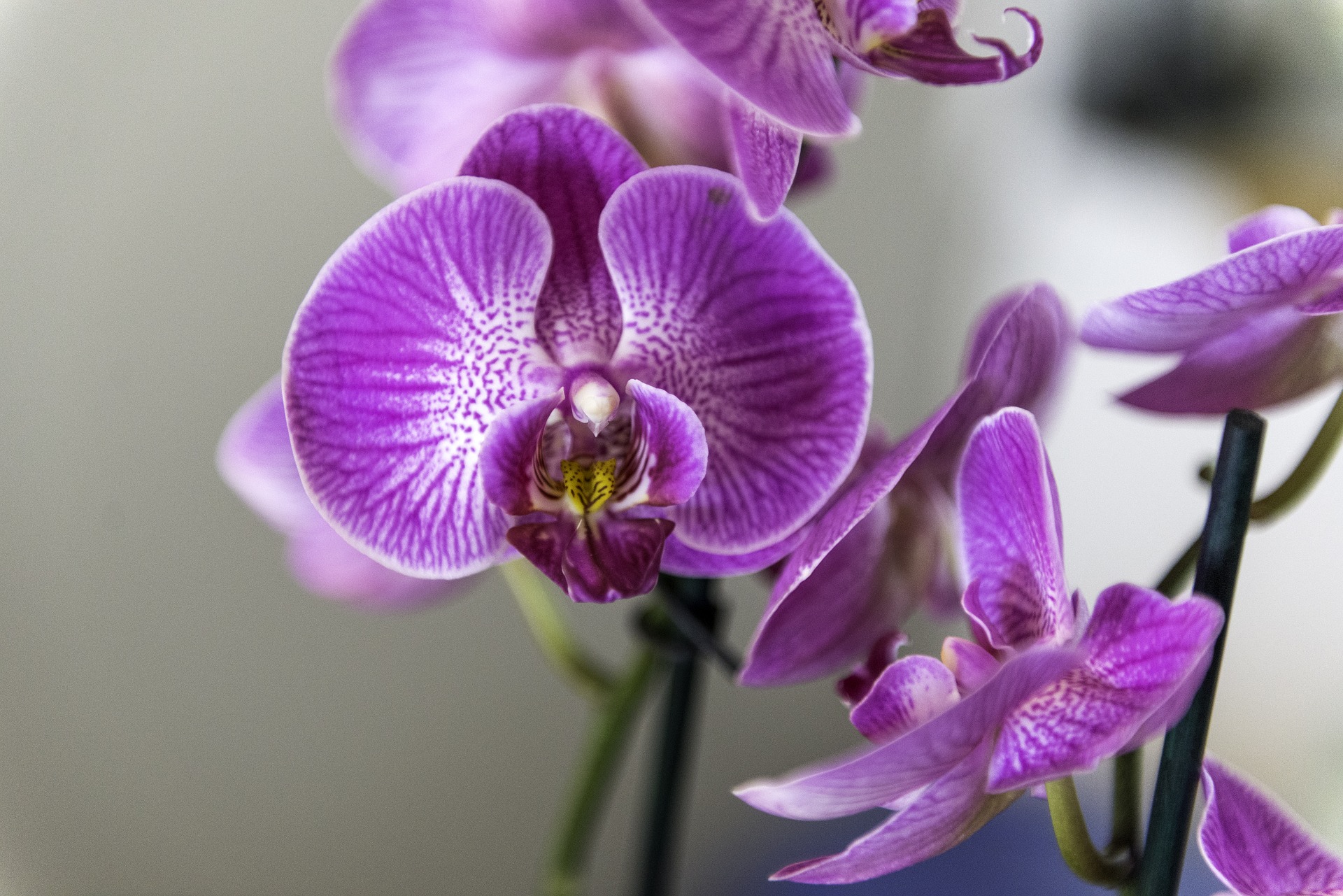 orchid-4068853_1920